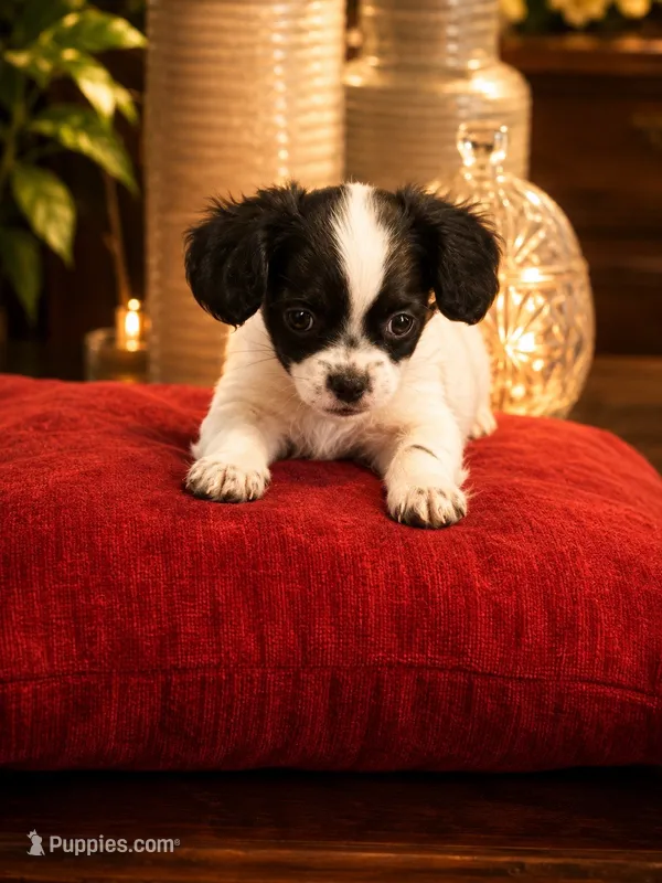 Ralph – Mal Shi puppy for sale in Glenn Heights, TX