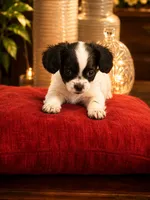 Ralph, a male Mal Shi for sale in Glenn Heights, TX – 1 of 1