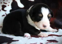 Iggy, a female Miniature Australian Shepherd for sale in Ixonia, WI – 2 of 4