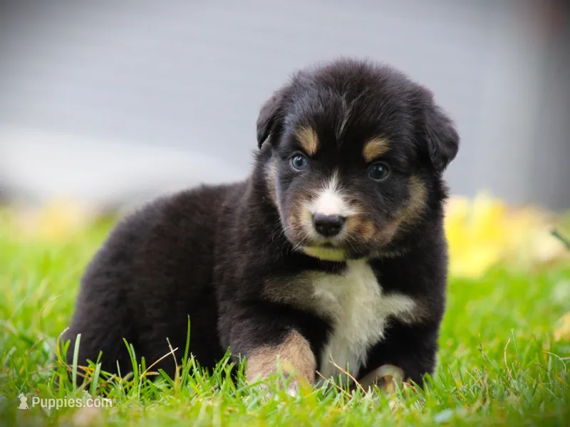 Indy – Miniature Australian Shepherd puppy for sale in Ixonia, WI