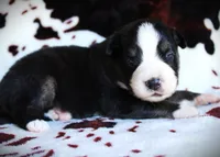 Icarus , a male Miniature Australian Shepherd for sale in Ixonia, WI – 2 of 3