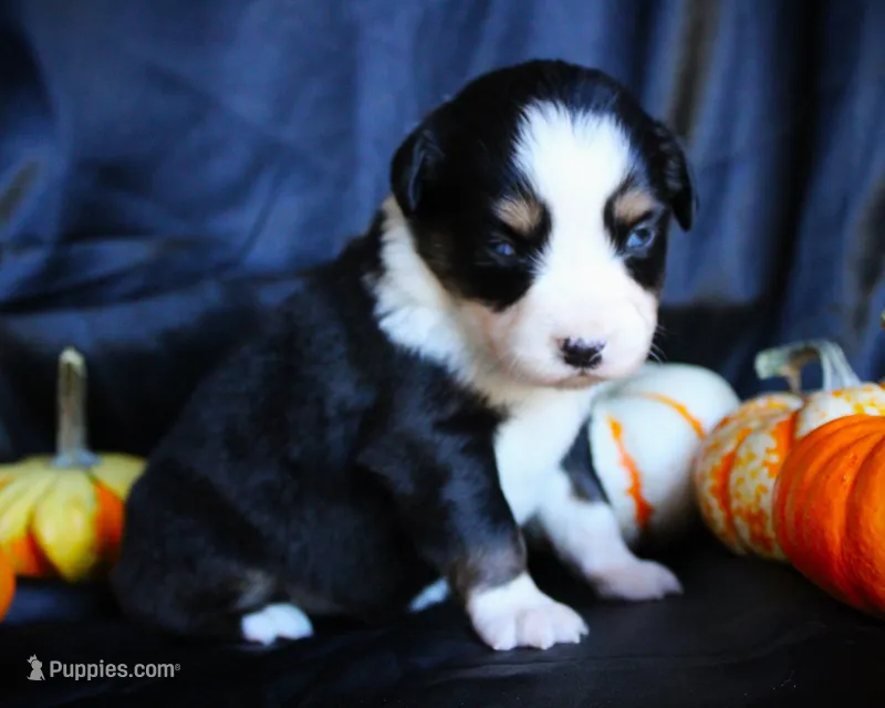 Iggy – Miniature Australian Shepherd puppy for sale in Ixonia, WI