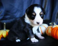 Iggy, a female Miniature Australian Shepherd for sale in Ixonia, WI – 1 of 4