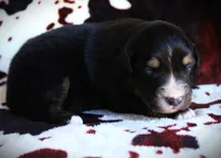 Indy, a female Miniature Australian Shepherd for sale in Ixonia, WI – 2 of 4