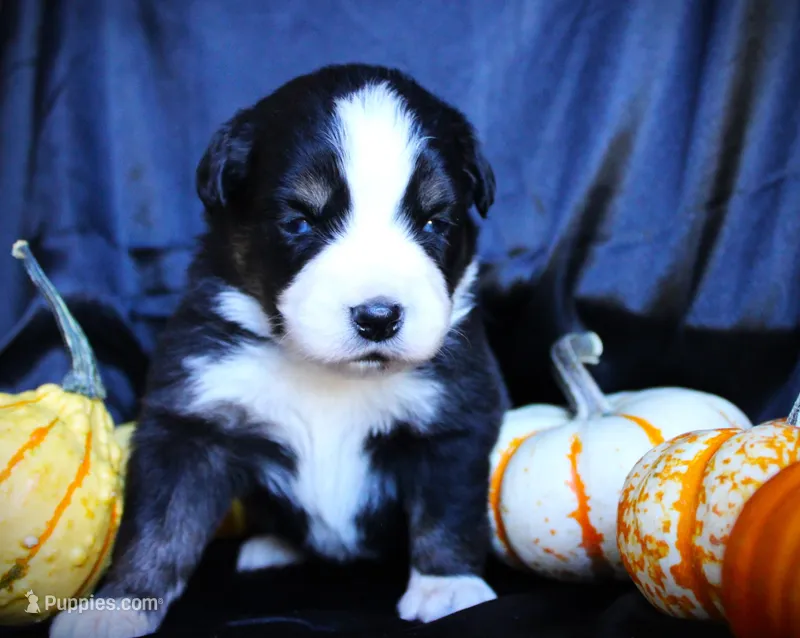 Icarus  – Miniature Australian Shepherd puppy for sale in Ixonia, WI