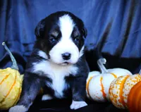 Icarus , a male Miniature Australian Shepherd for sale in Ixonia, WI – 1 of 3