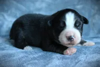 Icarus , a male Miniature Australian Shepherd for sale in Ixonia, WI – 3 of 3