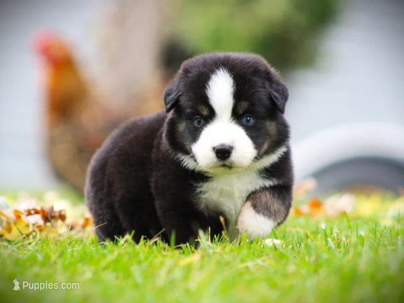Icarus  – Miniature Australian Shepherd puppy for sale in Ixonia, WI