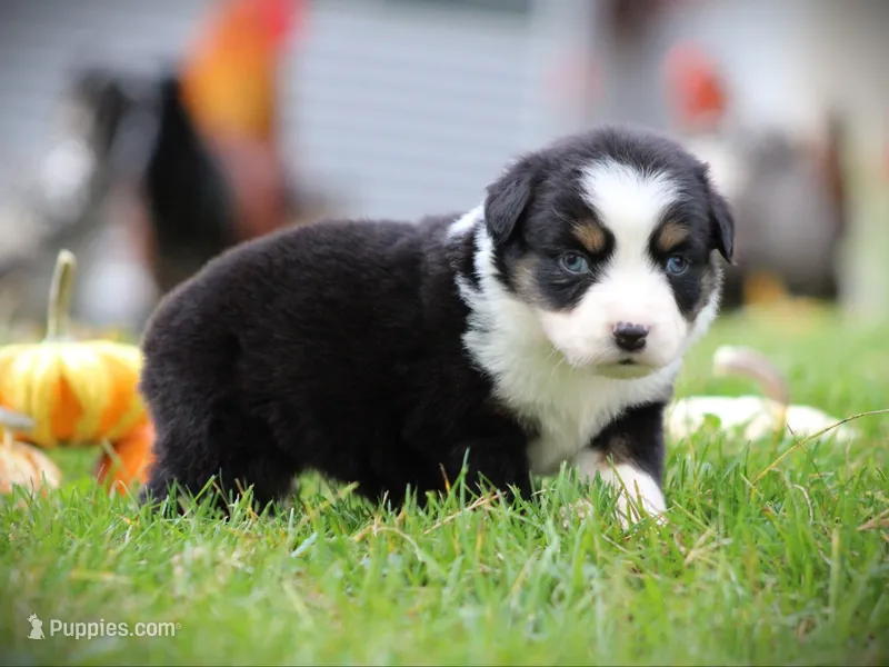 Iggy – Miniature Australian Shepherd puppy for sale in Ixonia, WI