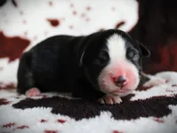 Iggy, a female Miniature Australian Shepherd for sale in Ixonia, WI – 3 of 4