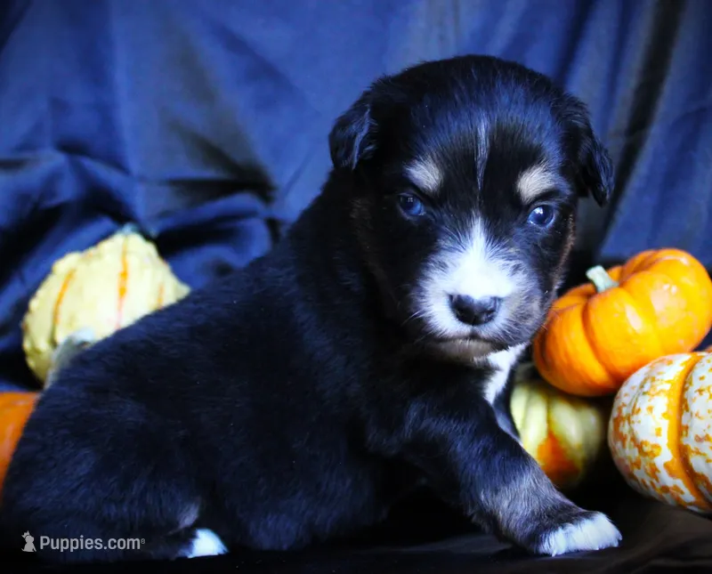 Indy – Miniature Australian Shepherd puppy for sale in Ixonia, WI