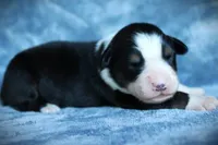 Iggy, a female Miniature Australian Shepherd for sale in Ixonia, WI – 4 of 4