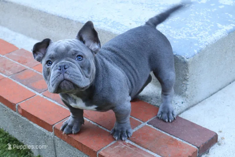Pup 2 – American Bully puppy for sale in Simi Valley, CA