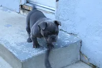 Pup 2, a male American Bully for sale in Simi Valley, CA – 2 of 6