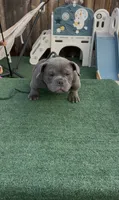 Pup 1 , a male American Bully for sale in Simi Valley, CA – 2 of 5