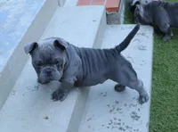 Pup 2, a male American Bully for sale in Simi Valley, CA – 5 of 6