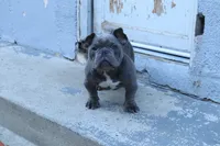 Pup 2, a male American Bully for sale in Simi Valley, CA – 4 of 6