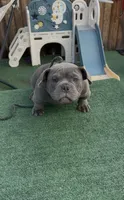 Pup 1 , a male American Bully for sale in Simi Valley, CA – 3 of 5