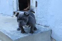Pup 2, a male American Bully for sale in Simi Valley, CA – 3 of 6