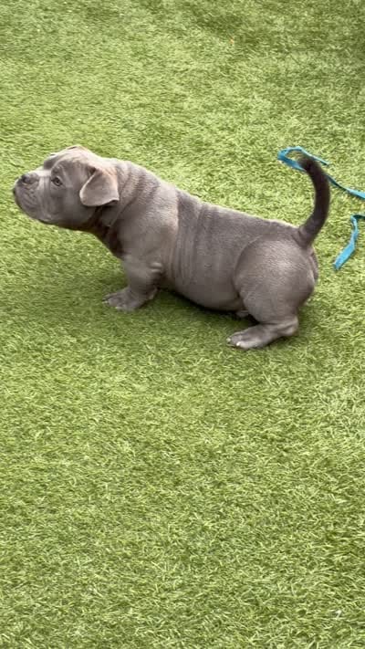 Pup 1 , a male American Bully for sale in Simi Valley, CA – 5 of 5