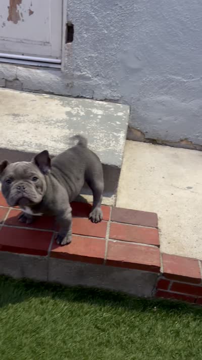 Pup 2, a male American Bully for sale in Simi Valley, CA – 6 of 6