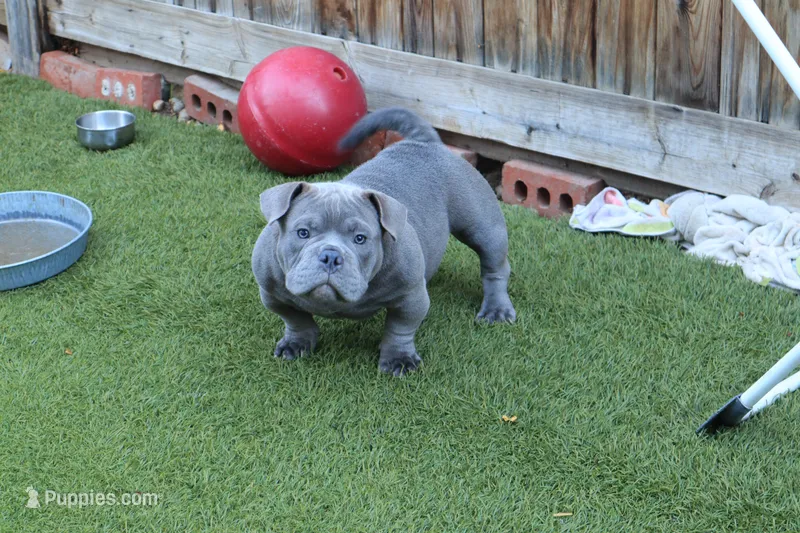 Pup 1  – American Bully puppy for sale in Simi Valley, CA