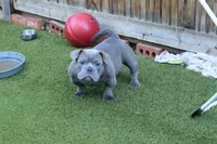 Pup 1 , a male American Bully for sale in Simi Valley, CA – 1 of 5