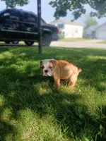 Chong, a male Olde English Bulldogge for sale in Indianapolis, IN – 4 of 4