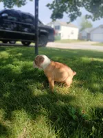 Chong, a male Olde English Bulldogge for sale in Indianapolis, IN – 3 of 4