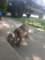 Cheech, a male Olde English Bulldogge for sale in Indianapolis, IN – 4 of 4