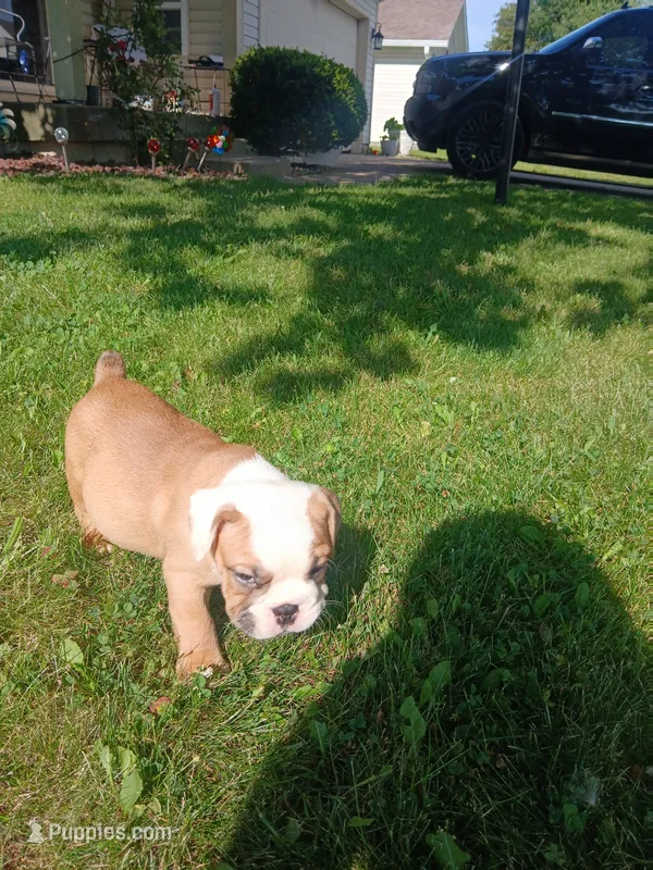 Chong – Olde English Bulldogge puppy for sale in Indianapolis, IN