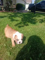 Chong, a male Olde English Bulldogge for sale in Indianapolis, IN – 2 of 4