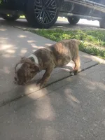 Cheech, a male Olde English Bulldogge for sale in Indianapolis, IN – 3 of 4