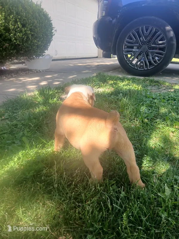 Chong – Olde English Bulldogge puppy for sale in Indianapolis, IN
