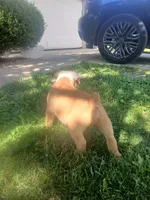 Chong, a male Olde English Bulldogge for sale in Indianapolis, IN – 1 of 4