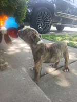 Cheech, a male Olde English Bulldogge for sale in Indianapolis, IN – 2 of 4