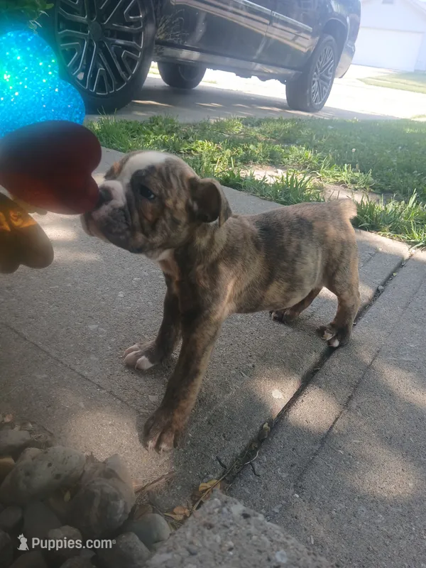 Cheech – Olde English Bulldogge puppy for sale in Indianapolis, IN