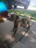 Cheech, a male Olde English Bulldogge for sale in Indianapolis, IN – 1 of 4