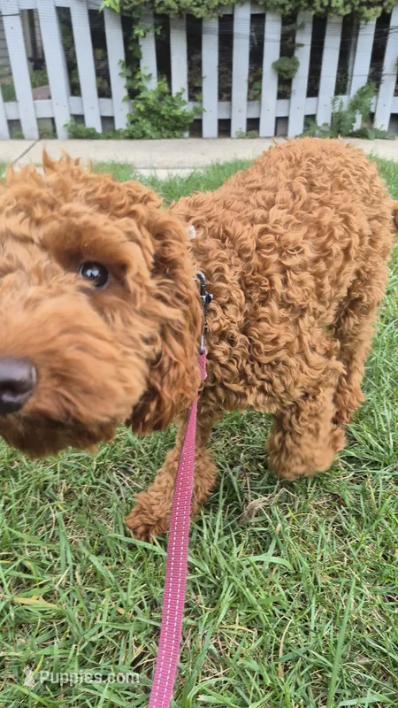 Milo – Cockapoo puppy for sale in Elmwood Park, IL
