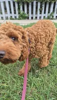 Milo, a male Cockapoo for sale in Elmwood Park, IL – 1 of 2