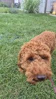 Milo, a male Cockapoo for sale in Elmwood Park, IL – 2 of 2