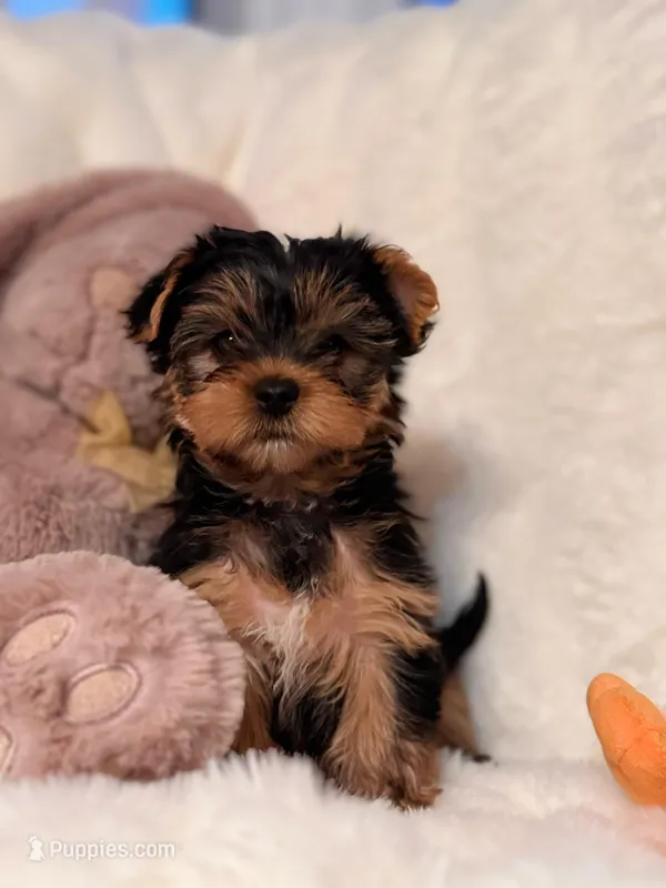 Yorkie Female 1