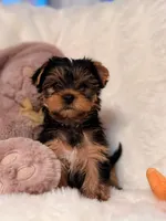 Yorkie Female 1, a female Yorkshire Terrier for sale in Chicago, IL – Photo 1 of 3