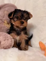 Yorkie Female 1, a female Yorkshire Terrier for sale in Chicago, IL – Photo 2 of 3