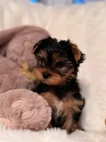 Yorkie Female 1, a female Yorkshire Terrier for sale in Chicago, IL – Photo 3 of 3