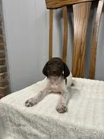 Buster, a male German Shorthaired Pointer for sale in Stevens, PA – 2 of 3