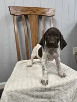 Chance, a male German Shorthaired Pointer for sale in Stevens, PA – 2 of 3