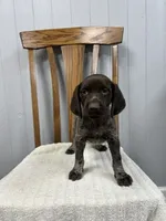Quinn, a female German Shorthaired Pointer for sale in Stevens, PA – 1 of 3