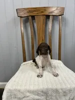 Buster, a male German Shorthaired Pointer for sale in Stevens, PA – 3 of 3