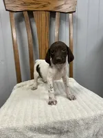 Buster, a male German Shorthaired Pointer for sale in Stevens, PA – 1 of 3